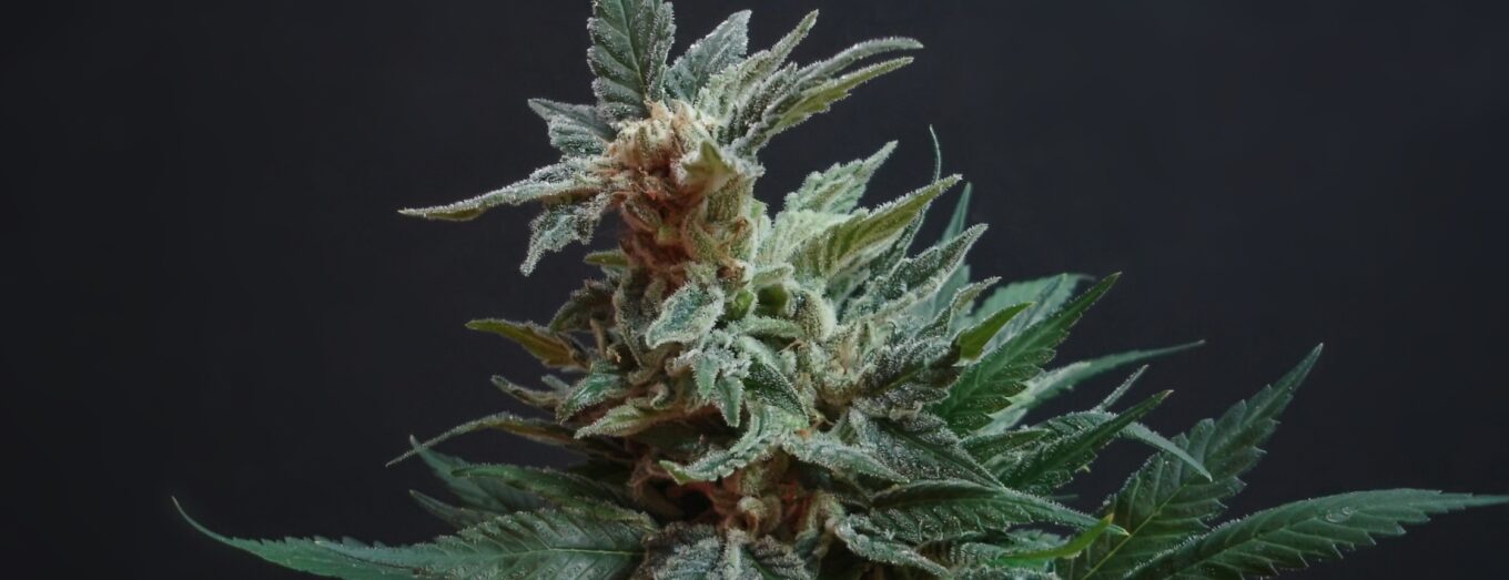 Exploring Cannabis Culture in Edgewater Colorado