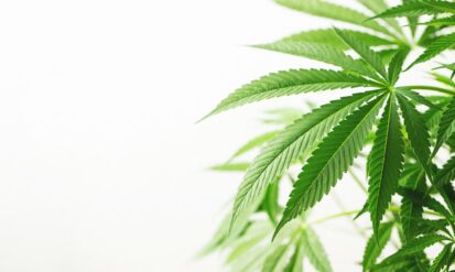 Edgewater Co Dispensary: A Bridge to Options Cannabis CO Photo