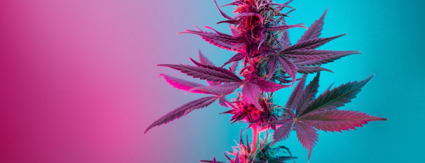 What to Expect with Indica Side Effects and How to Manage Them