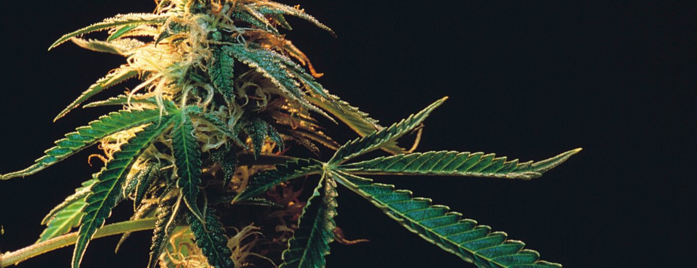 Discovering the Best Edgewater Dispensary for Your Needs