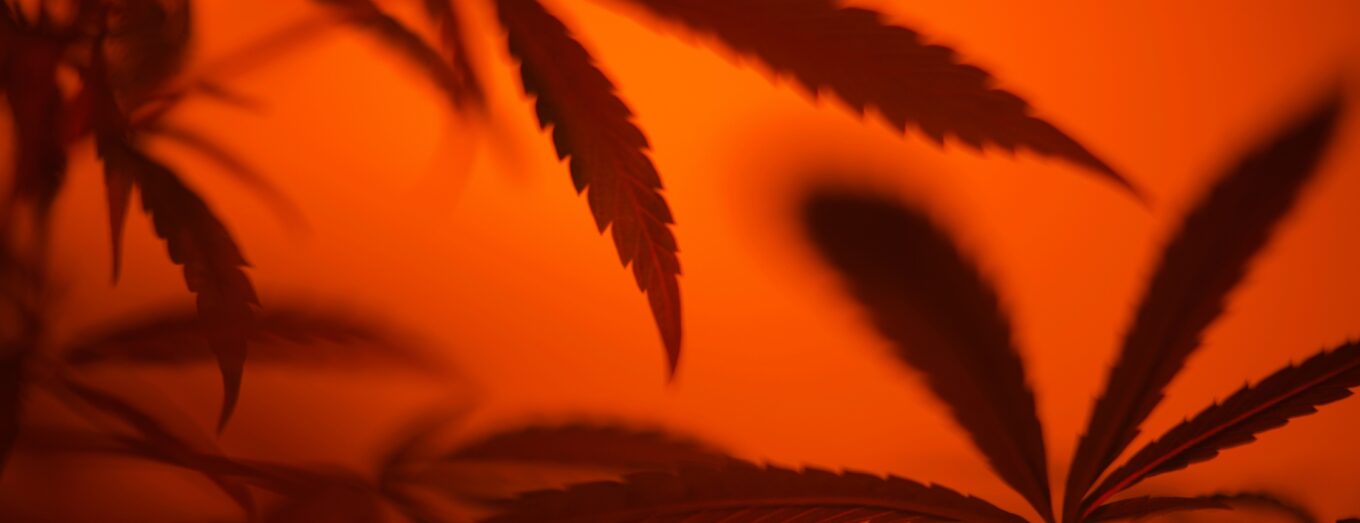 The Lakewood Colorado Dispensary Scene Leads to Options Cannabis CO