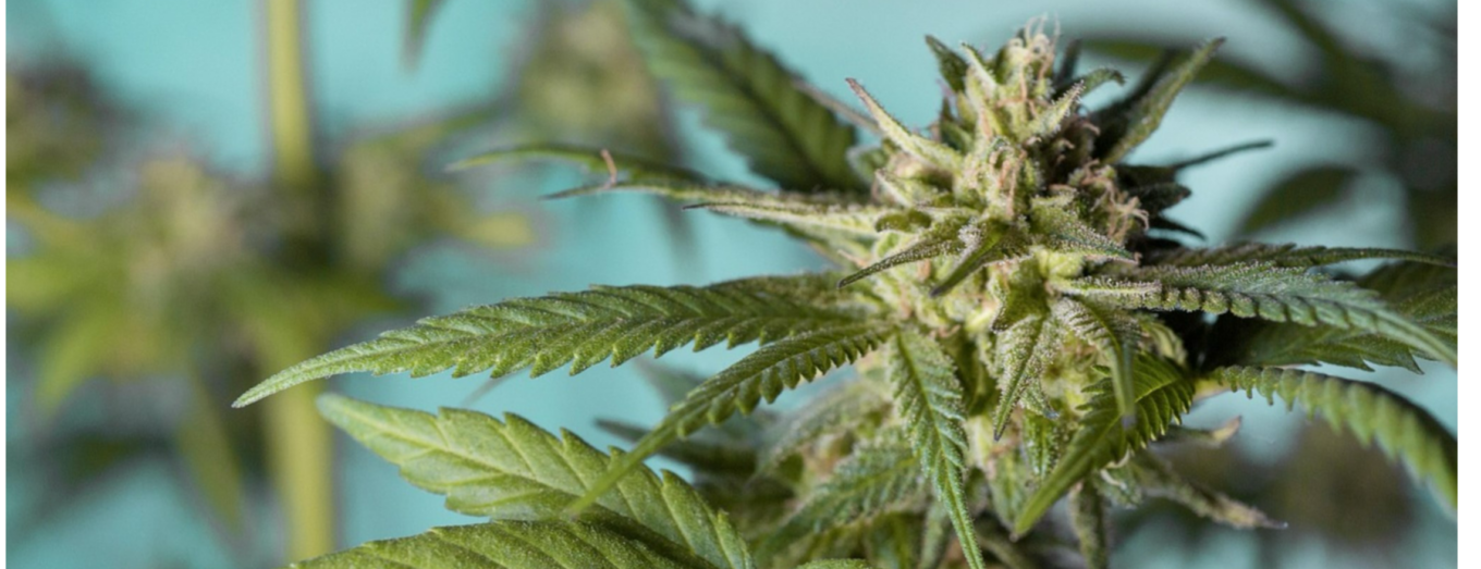 420 Denver Colorado: Where to Find the Best Deals, Dispensaries, and Cannabis Experiences