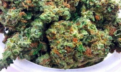 420 Denver Colorado: A Local Guide to Cannabis Culture, Shopping, and Smart Choices Photo