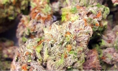 Lakewood Colorado Marijuana: A Practical Guide for Smarter Cannabis Shopping Photo