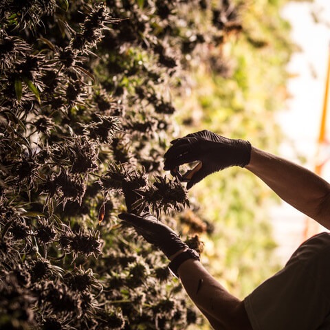 Woman Trimming Vertical Grow in Options Grow Facility