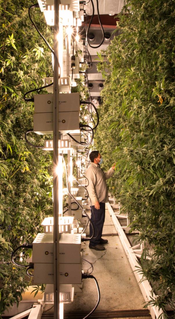 Vertical Grow Options Cannabis