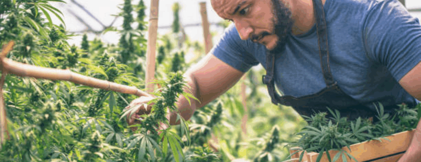 From Heat to Honey: Colorado’s Purest Cannabis Extract  