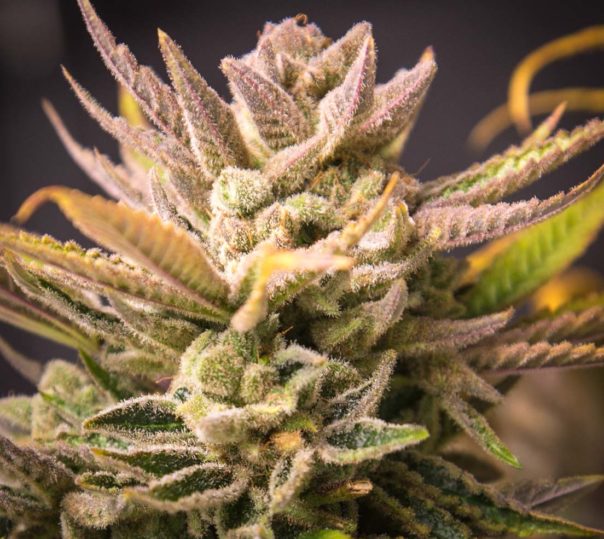Close up shot of cannabis and terpenes