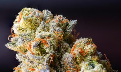 Best Cannabis Strains for Pain Relief Photo