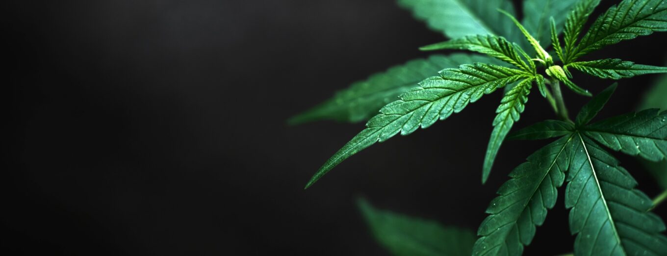 Exploring Your Options: Arvada Recreational Dispensary Guide