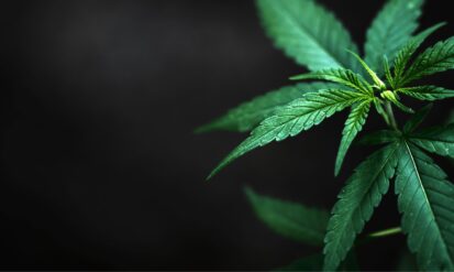 Exploring Your Options: Arvada Recreational Dispensary Guide Photo
