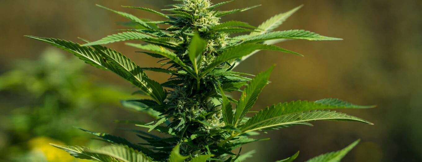 How to Sober Up from Weed Fast: A Practical Guide