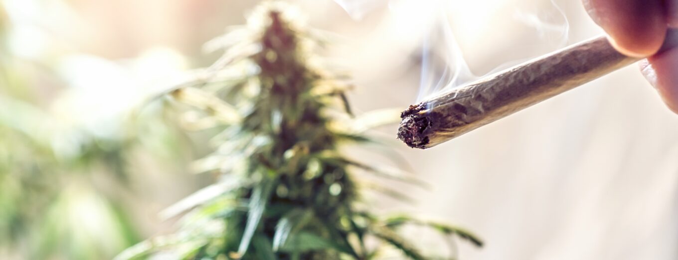 Golden Goat Strain: Everything You Need to Know