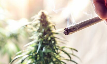 Golden Goat Strain: Everything You Need to Know Photo