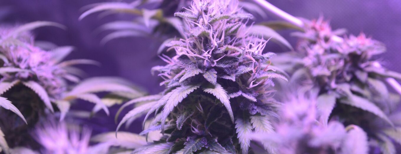 Dispensary Near Golden, CO: Why Options Cannabis Is the Easy Choice