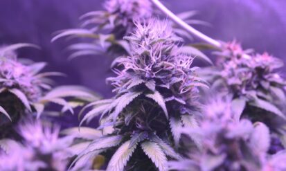 Dispensary Near Golden, CO: Why Options Cannabis Is the Easy Choice Photo