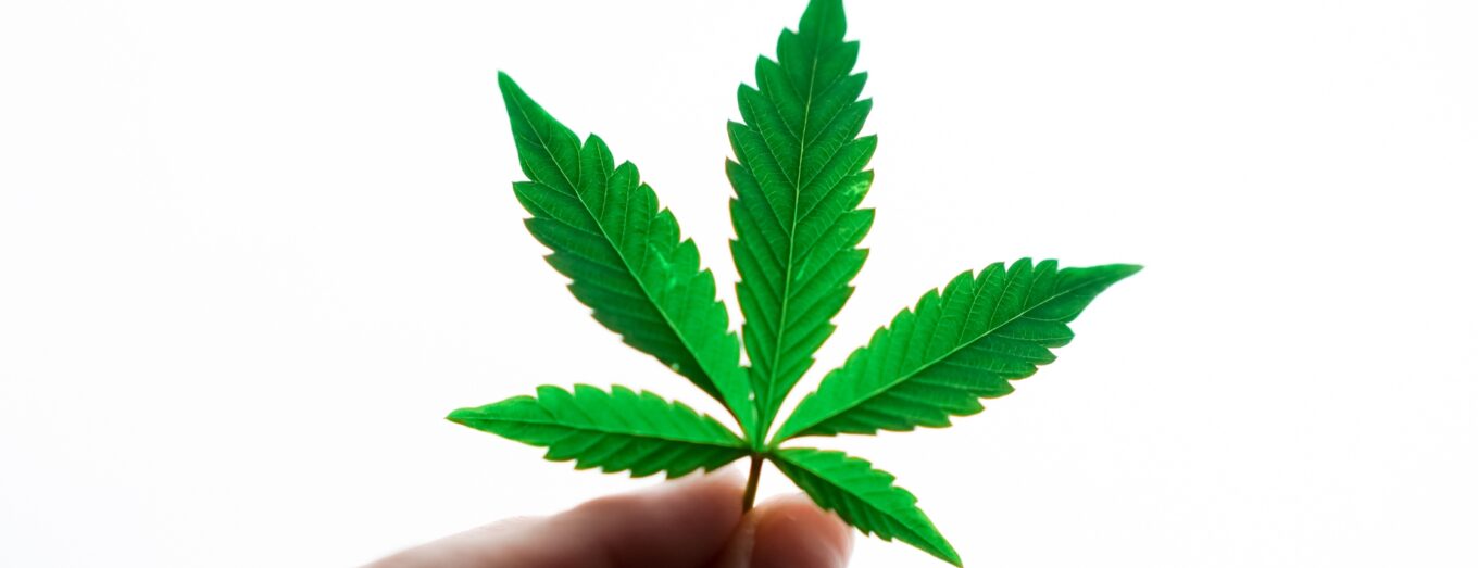 Dispensaries in North Denver: Your Quick Guide (and Why Options Cannabis CO Is Worth the Short Drive)