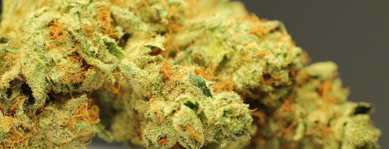 Sour Diesel Denver: Why This Classic Cannabis Strain Continues to Stand Out