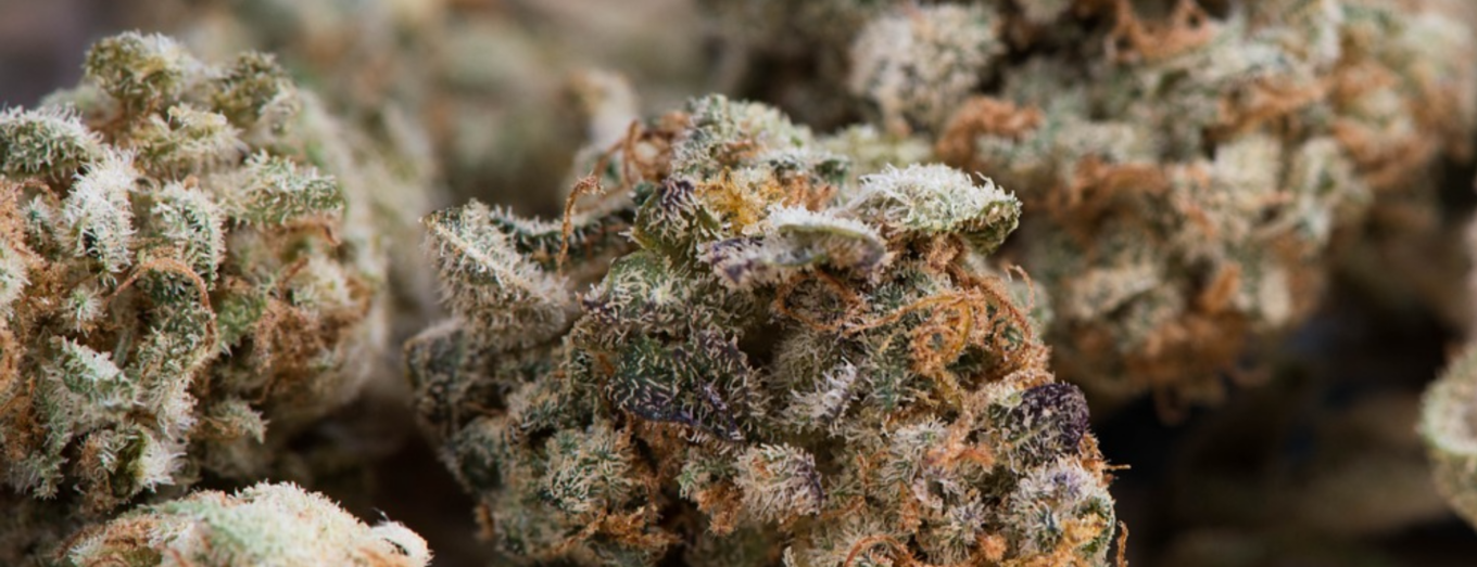 The Ideal Humidity for Cannabis Flower: Why Colorado’s Dry Climate Matters