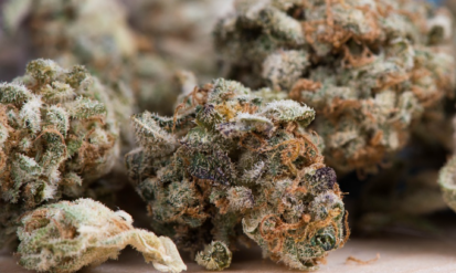 The Ideal Humidity for Cannabis Flower: Why Colorado’s Dry Climate Matters Photo