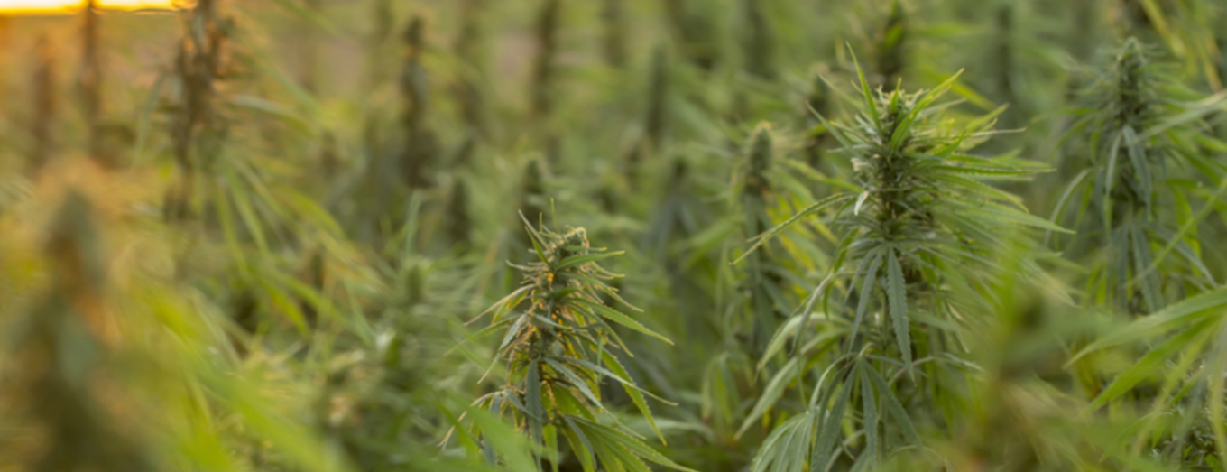 Lakewood Cannabis: A Guide to Shopping at Dispensaries in Lakewood, Colorado