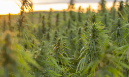 Lakewood Cannabis: A Guide to Shopping at Dispensaries in Lakewood, Colorado Photo