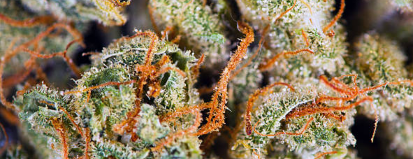 Best Colorado Cannabis: What Sets Quality Products Apart?