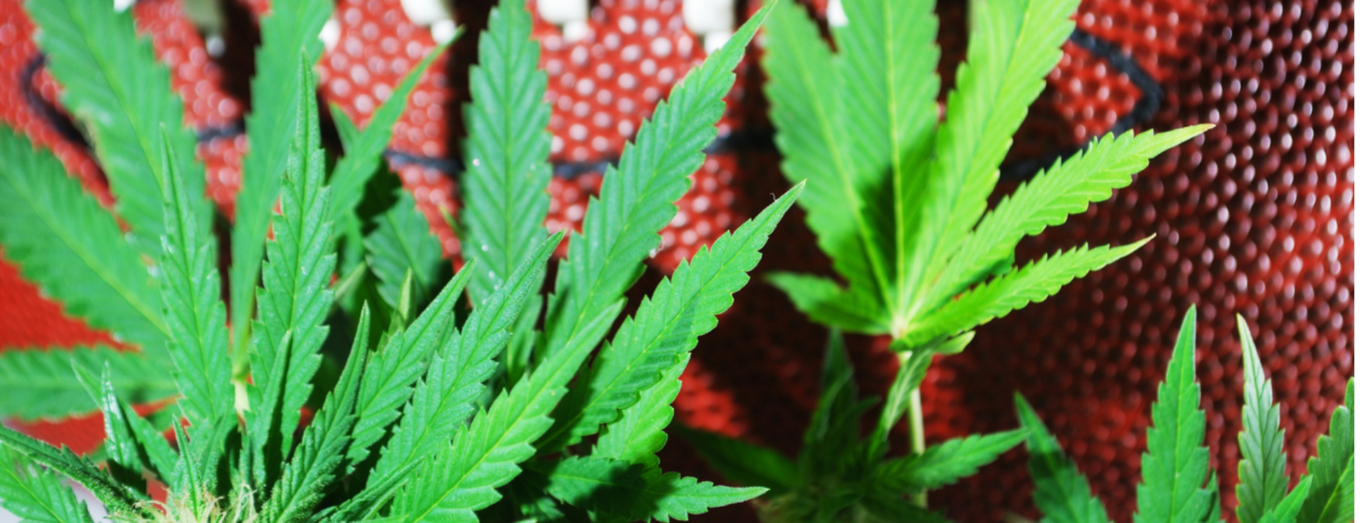 Cannabis and Football Season: A Colorado Game Day Guide
