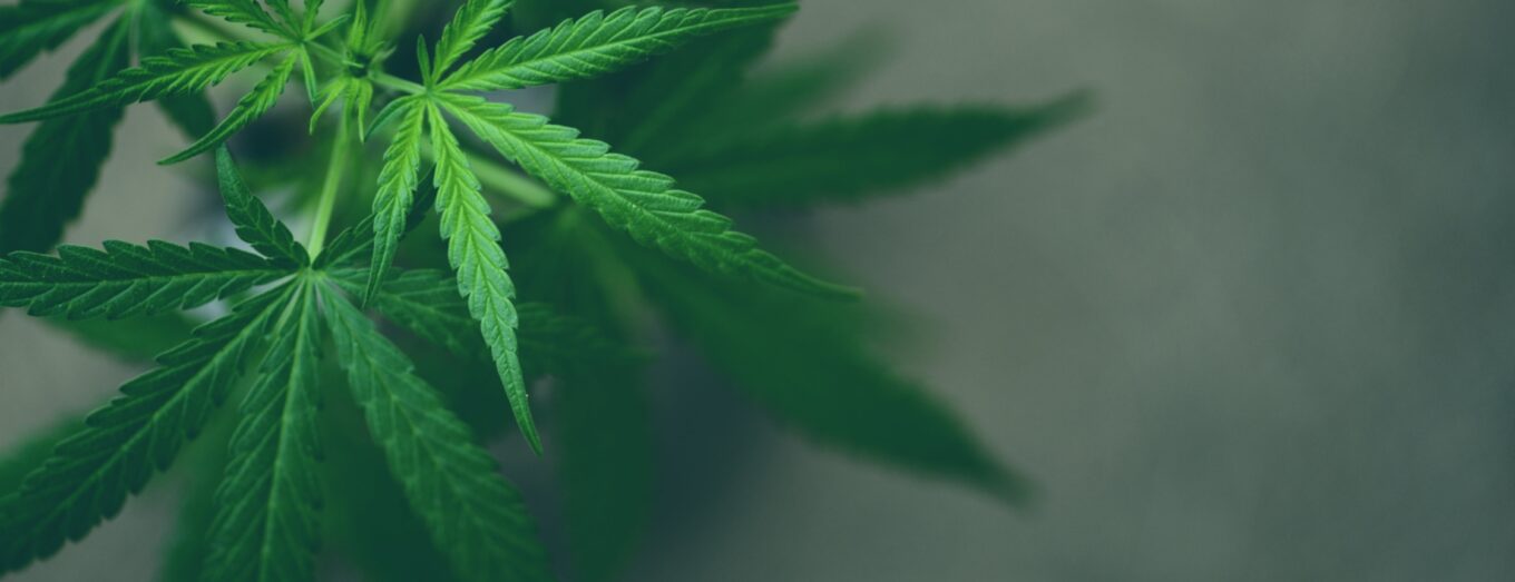 Dispensary Arvada: a local’s guide to shopping smart (and nearby) with Options Cannabis CO