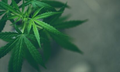 Dispensary Arvada: a local’s guide to shopping smart (and nearby) with Options Cannabis CO Photo