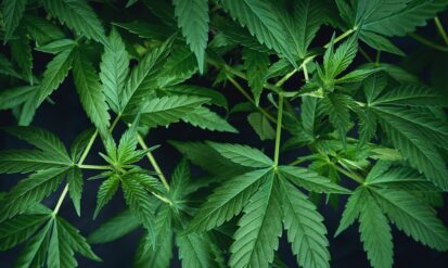 Cannabis Deals Arvada: Save Big at Options Cannabis CO Photo