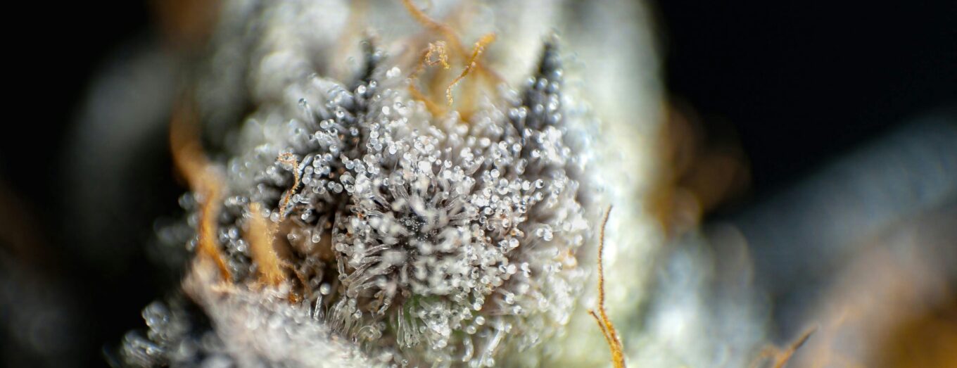 Best Pot in Denver: How to Shop Like a Local