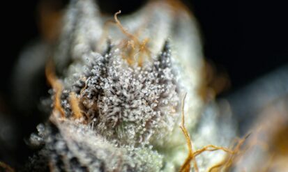 Best Pot in Denver: How to Shop Like a Local Photo