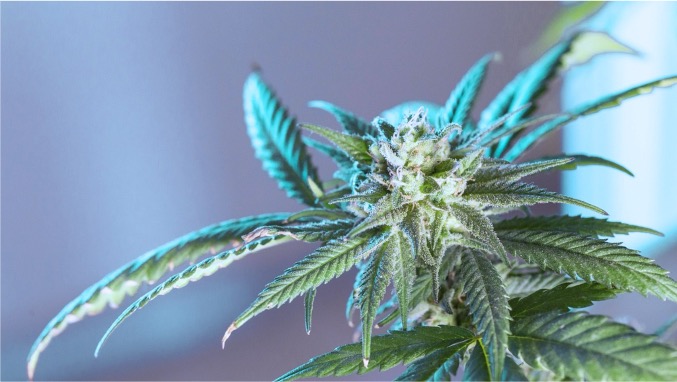 5 Tips for Finding the Best Cannabis Deals Arvada Shoppers Can Take Advantage Of