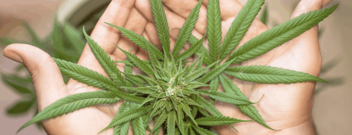 The Modern Cannabis Counter: Freshness & Transparency 