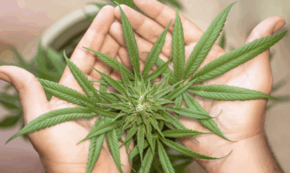 The Modern Cannabis Counter: Freshness & Transparency  Photo