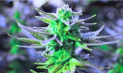 A Local Guide to Finding the Best Denver Weed Specials Throughout the Year Photo