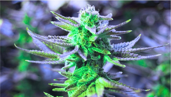 A Local Guide to Finding the Best Denver Weed Specials Throughout the Year