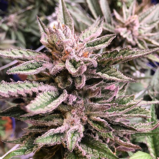 Frosty Marijuana Plant