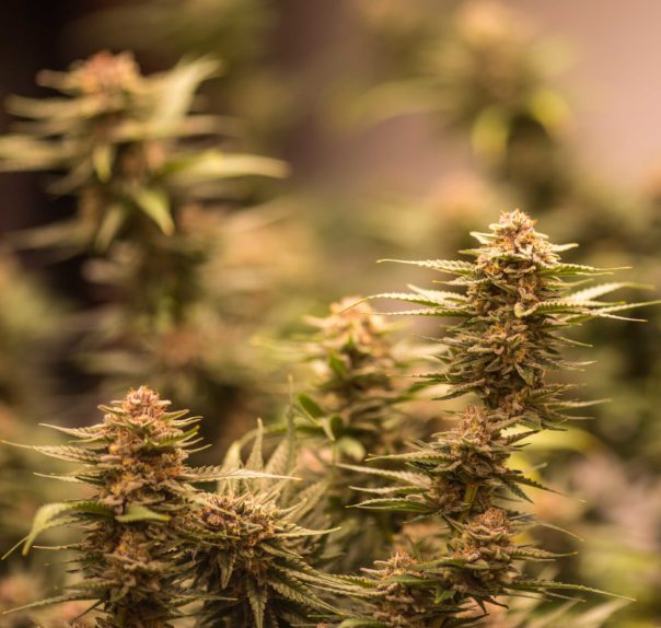 Hybrid Cannabis Plant