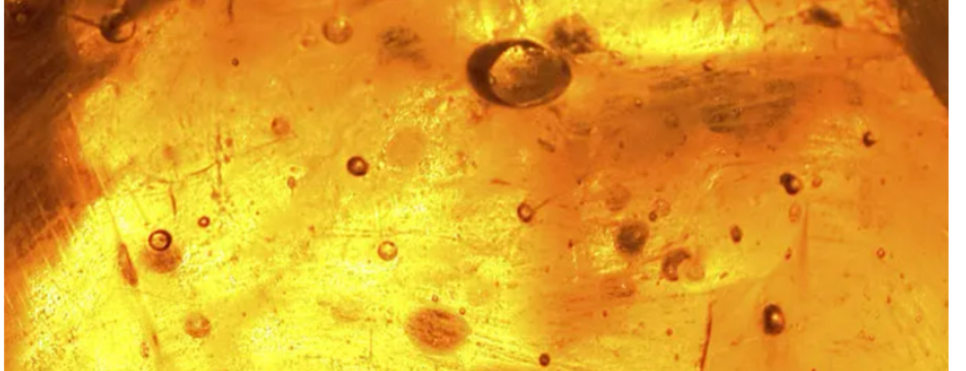 Live Rosin Dabs in Colorado: A Guide to Premium Solventless Concentrates at Options Cannabis CO
