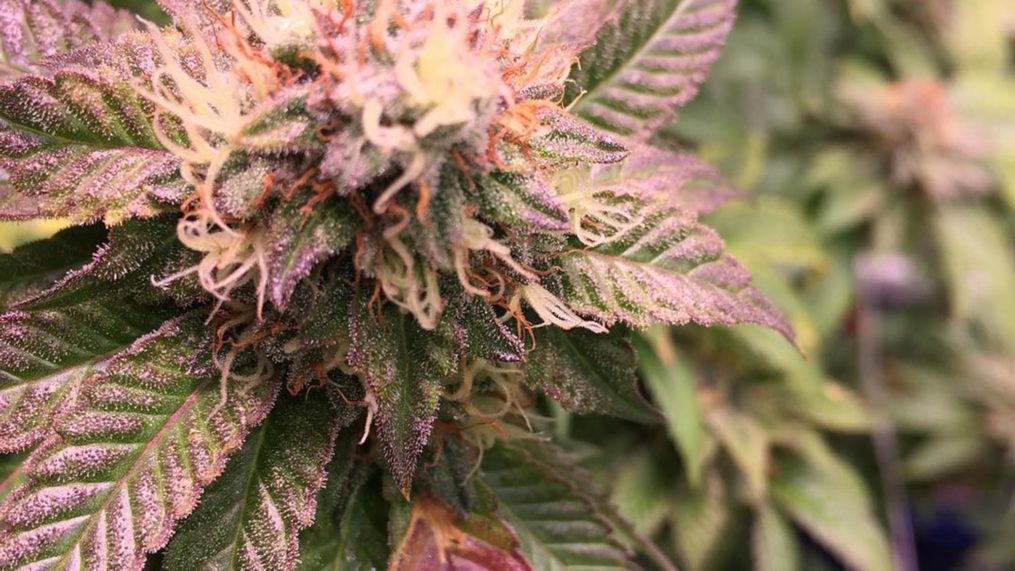 Close up Image of Marijuana