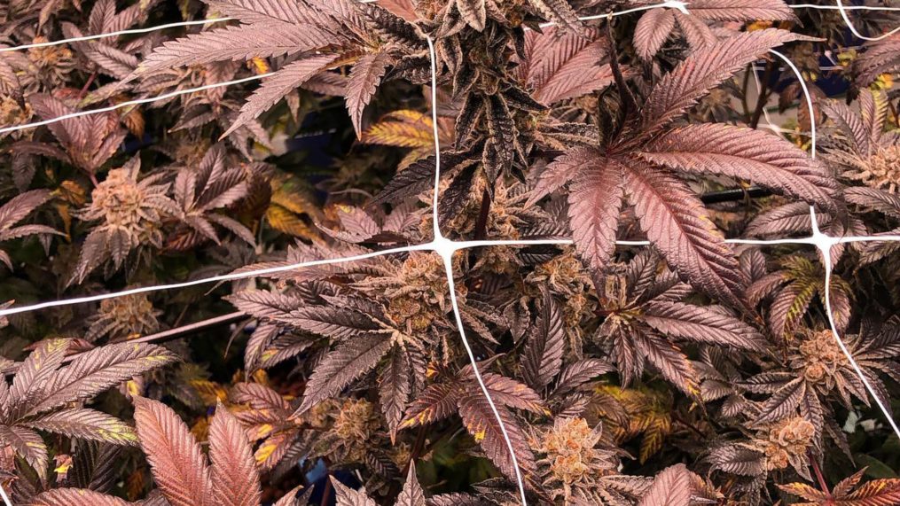 Purple Marijuana Plants
