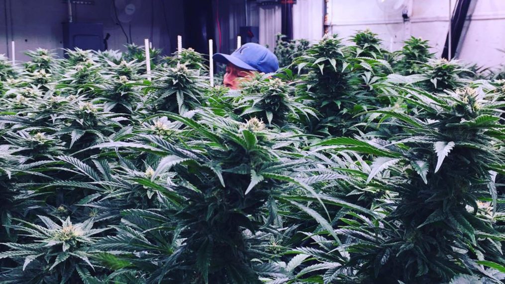 Marijuana Grow Center