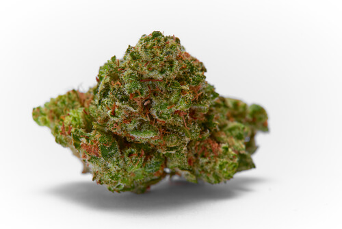 Cannabis Strain: Grapefruit Sour Diesel